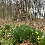 La Canopee Des Arbres, Anna Ellezelles
