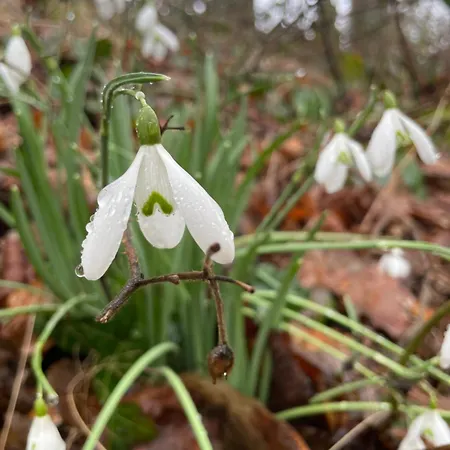 Гостевой дом La Canopee Des Arbres, Anna