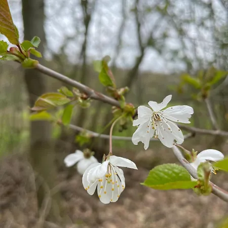 Гостевой дом La Canopee Des Arbres, Anna 3*