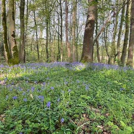 La Canopée Des Arbres, Anna 4* Ellezelles