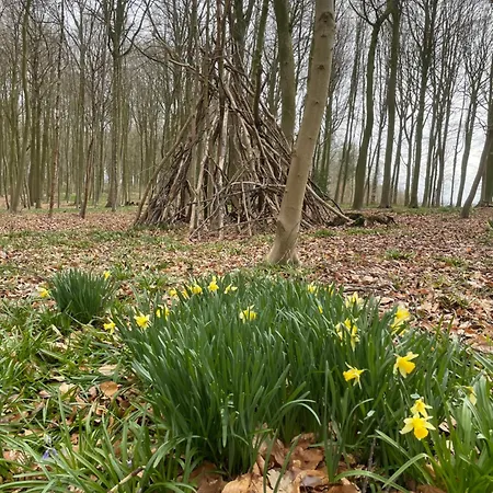 La Canopée Des Arbres, Anna Ellezelles