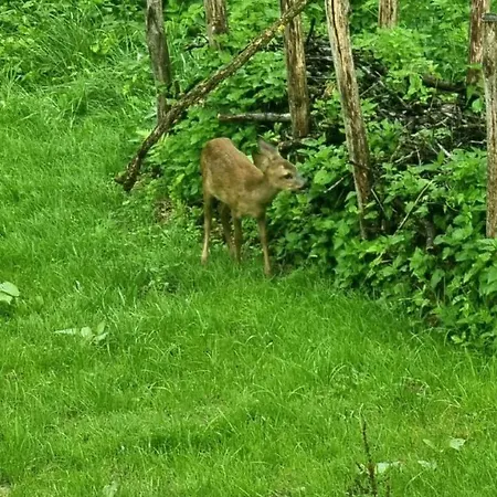 Гостевой дом La Canopee Des Arbres, Anna 3*